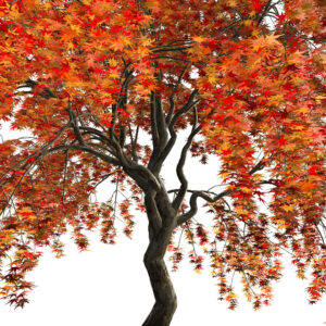 Weeping Japanese Maple Trees