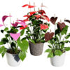 Anthurium plant