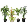 Indoor Palm Collection