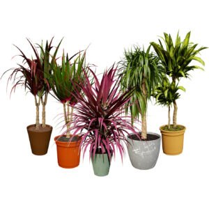 indoor Dragon palm trees collection