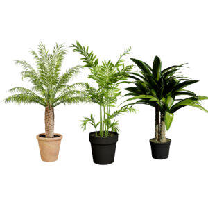 indoor palm collection