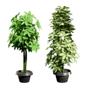 Low-Poly Schefflera Plants in Pots