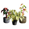 Philodendron Potted Plant Collection