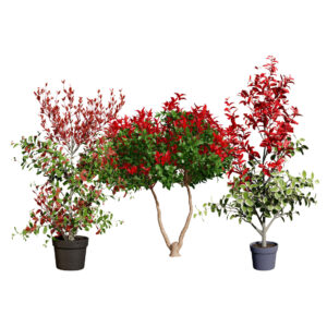 photinia-plant-in-pot-3d-model-