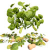Squash Plants Pack