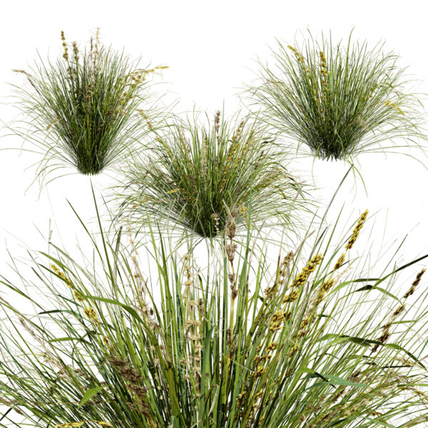 Australian Lomandra longifolia Pack