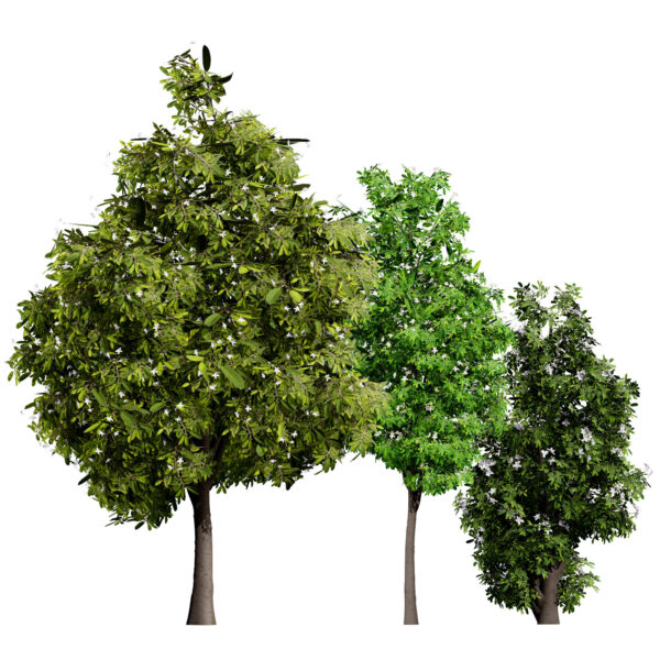 Australian Lemon Myrtle Tree 3D Model