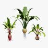 Beet Plant 3D Model