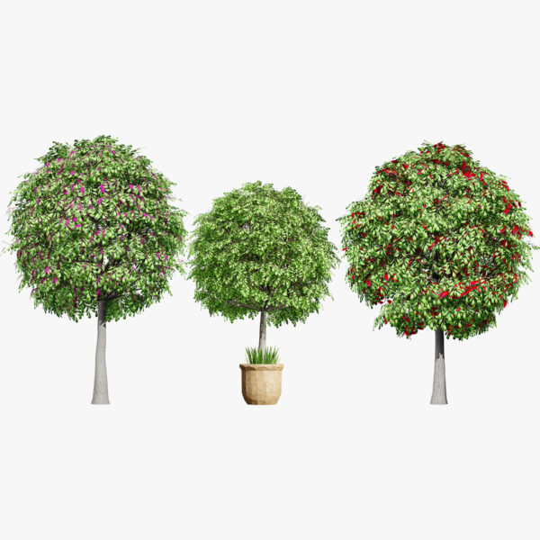 Australian Lilly Pilly Fruit Plant