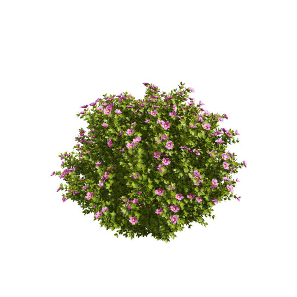 Potentilla fruticosa 3D Model Collection