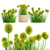 Australian Craspedia Globosa 'Golf Beauty' Flowers