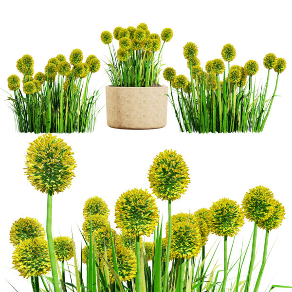 Australian Craspedia Globosa 'Golf Beauty' Flowers