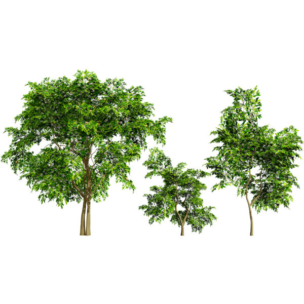 Flanders Giant Medlar Fruit Trees
