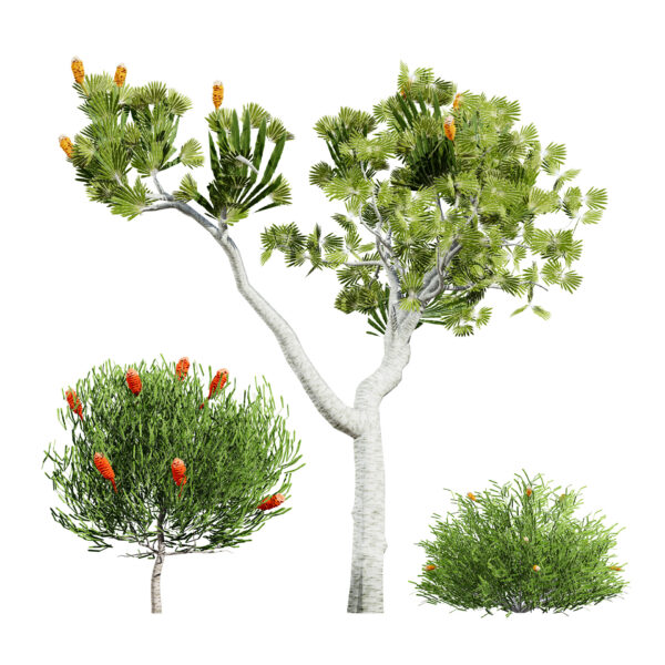 Australia Banksia Tree 3D Model