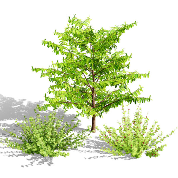 Flander Gooseberry Bush 3D Model