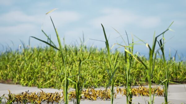 Game-Ready Grass Collection: Individual Types & Meadow Asset