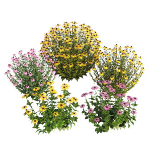 Coneflowers 3d model