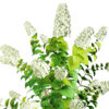 Limelight Hydrangea 3d with Free Tutorial