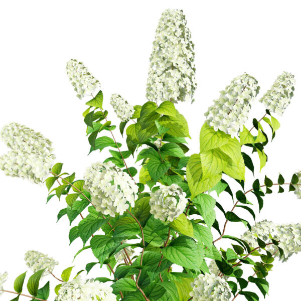 Limelight Hydrangea 3d with Free Tutorial