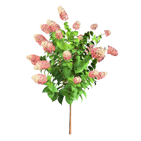 Limelight Hydrangea 3d with Free Tutorial