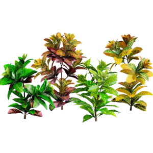 Codiaeum variegatum (Croton) 3D Model