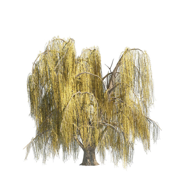 Summer and fall weeping willow trees with Free Tutorial