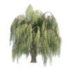 Summer and fall weeping willow trees with Free Tutorial