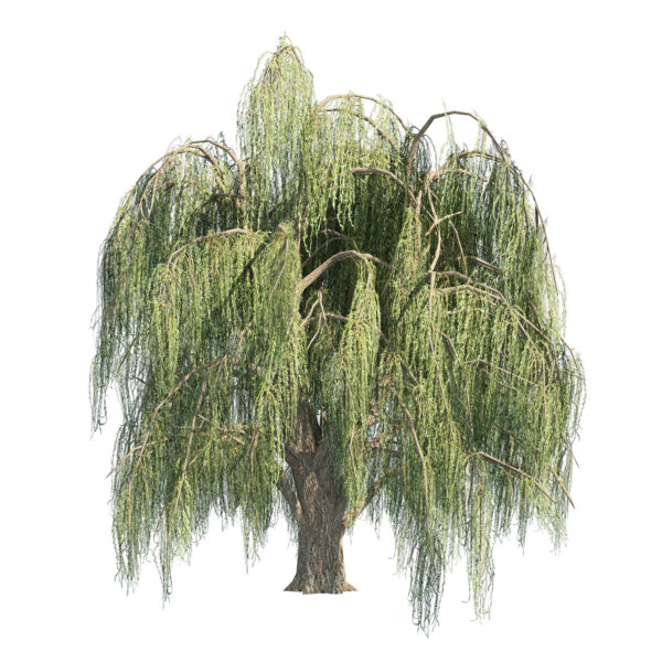 Summer and fall weeping willow trees with Free Tutorial