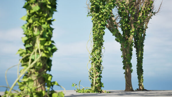 Ivy Climber on winter tree