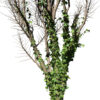 Ivy Climber on winter tree