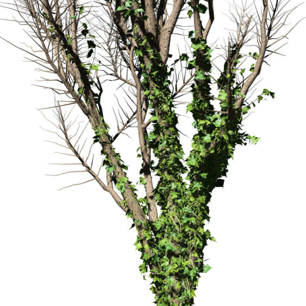 Ivy Climber on winter tree
