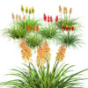 Red Hot Poker Striking Flowers with Free Tutotial