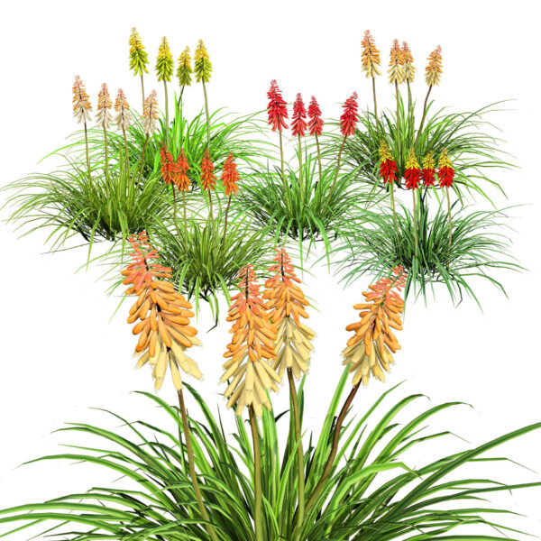 Red Hot Poker Striking Flowers with Free Tutotial