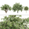 South African Camphor Bush 3D Model