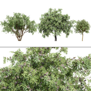 South African Camphor Bush 3D Model