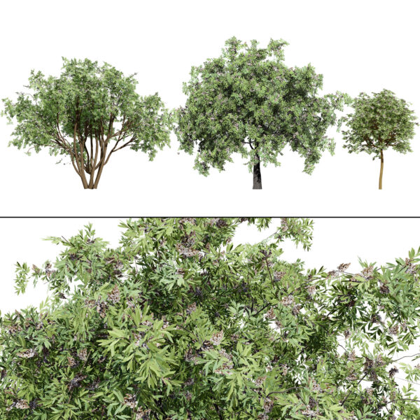 South African Camphor Bush 3D Model