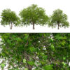 Walnut Tree 3D Model