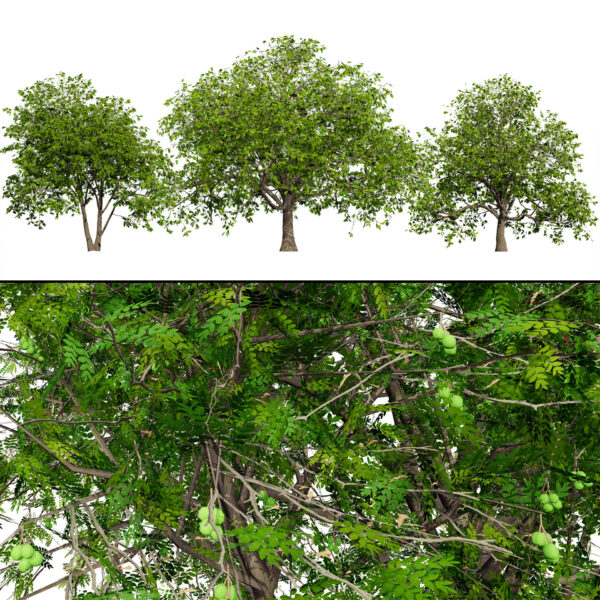 Walnut Tree 3D Model
