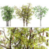 South African Acacia Brevispica