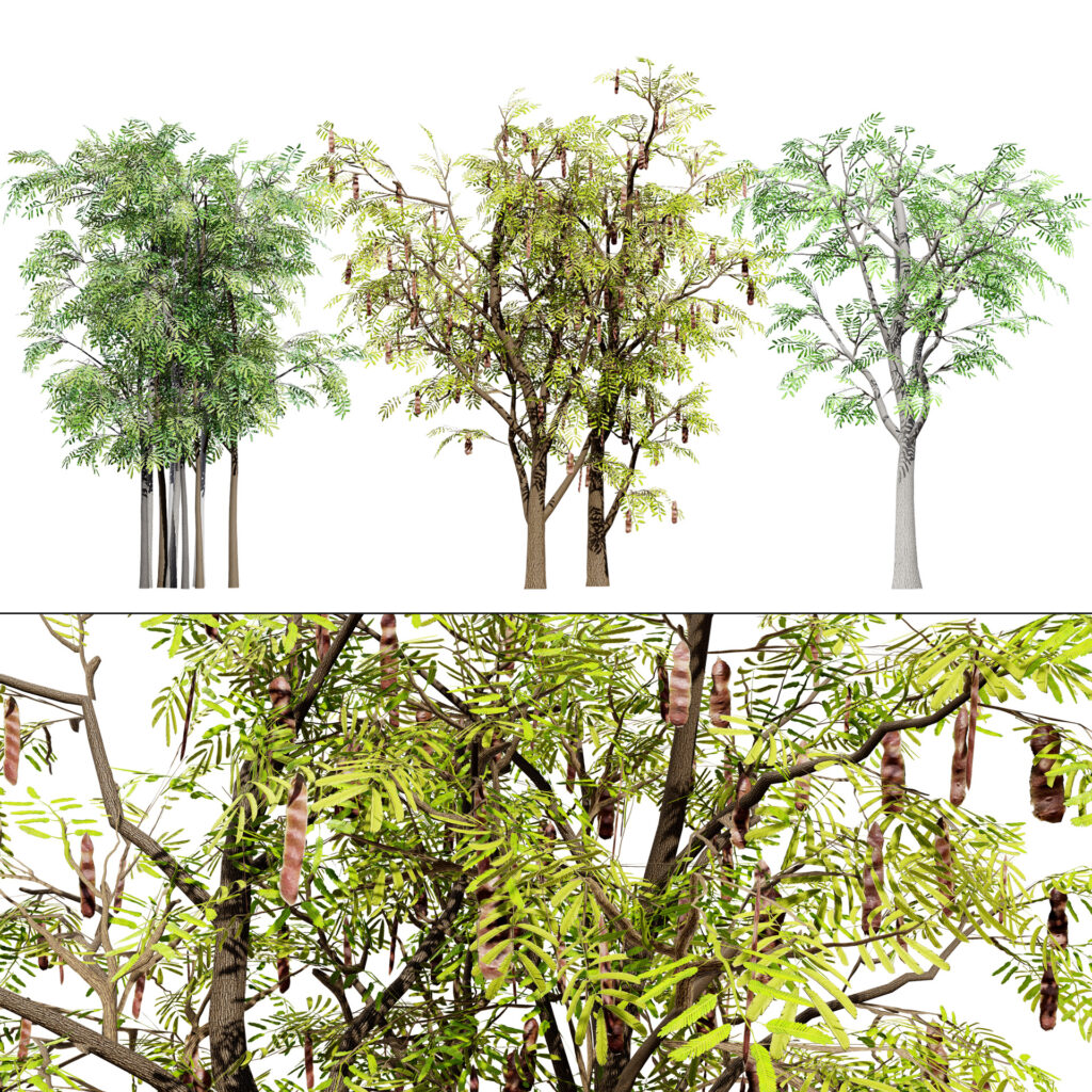 South African Acacia Brevispica - mehrazvira.com
