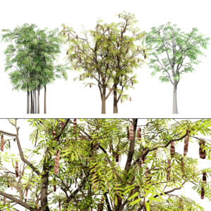 South African Acacia Brevispica