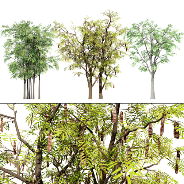 South African Acacia Brevispica