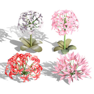 South African Candelabra Flower