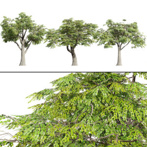 South African Mopane Tree 3D Model