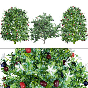 South African Natal Plum