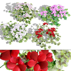 South African Pelargonium Pack