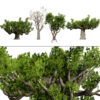 South African Sterculia Africana Trees
