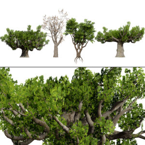 South African Sterculia Africana Trees