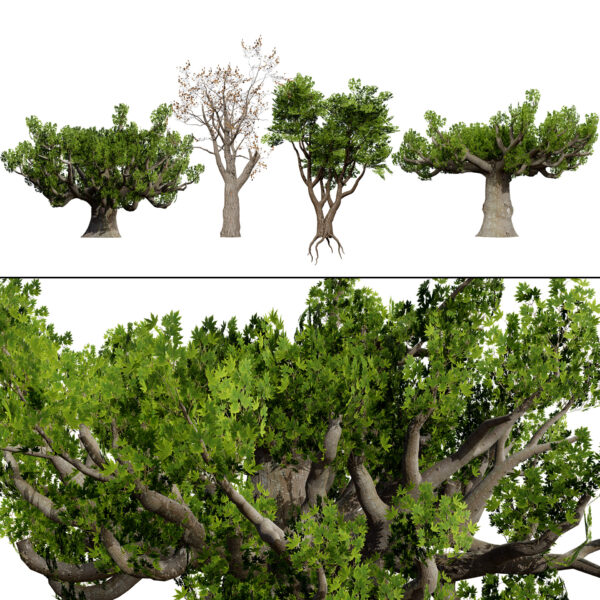 South African Sterculia Africana Trees
