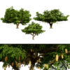 South African Sausage Trees 3D Model Pack